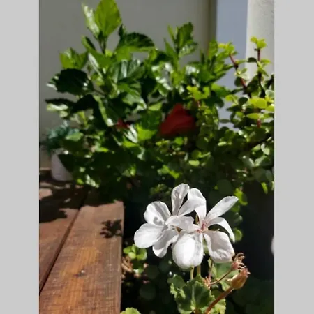Rose'S Residence * Armação de Pêra